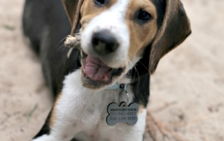 How Fostering Four Beagle Puppies is Teaching me to Let Go like Percy