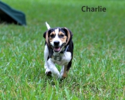 How Fostering Four Beagle Puppies is Teaching me to Let Go like Charlie