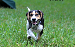 How Fostering Four Beagle Puppies is Teaching me to Let Go like Charlie
