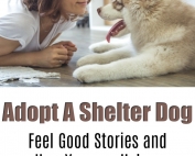 Adopt A Shelter Dog today.