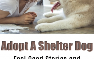 Adopt A Shelter Dog today.