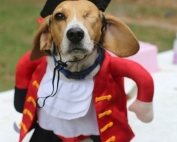 Every Dog is Unique but One Eyed Jack is Special
