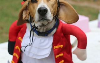 Every Dog is Unique but One Eyed Jack is Special