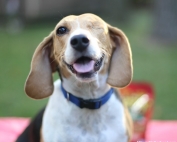Celebrating Adopted Dogs the Way They Deserve to Be Celebrated like Jack