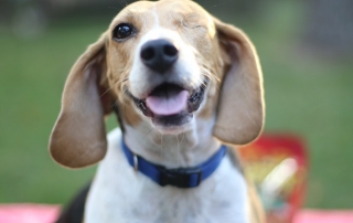 Celebrating Adopted Dogs the Way They Deserve to Be Celebrated like Jack