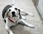 It is Possible to Keep a House Fairly Clean with Five Dogs