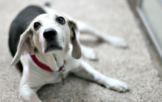 It is Possible to Keep a House Fairly Clean with Five Dogs
