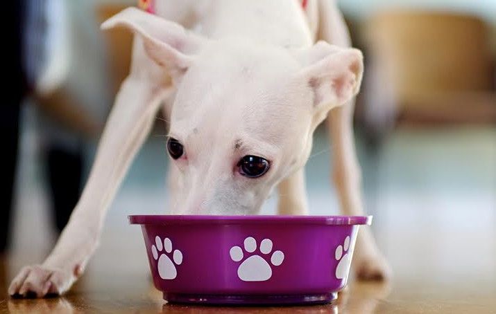 An Interview with World's Hottest Vet, Dr. Evan Antin, on Your Pet's Nutrition like good fiid