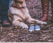 7 Dog breeds that are perfect for families.