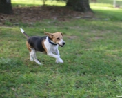 How to Train a Dog to be a Foster Brother by One Eyed Jack who is running