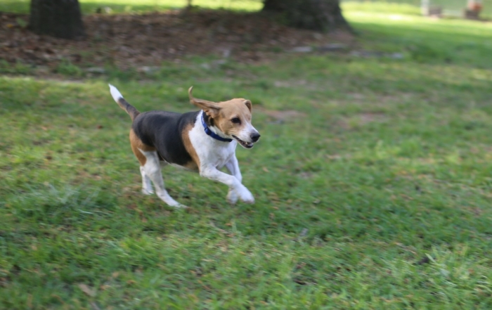 How to Train a Dog to be a Foster Brother by One Eyed Jack who is running