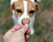 Treat Your Pets This Valentine's Day with Treats they Love