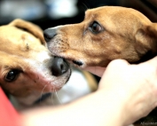 5 Tips to Help Make Multiple Dogs Work for Your Family like these two