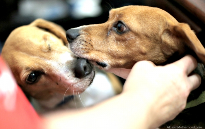 5 Tips to Help Make Multiple Dogs Work for Your Family like these two