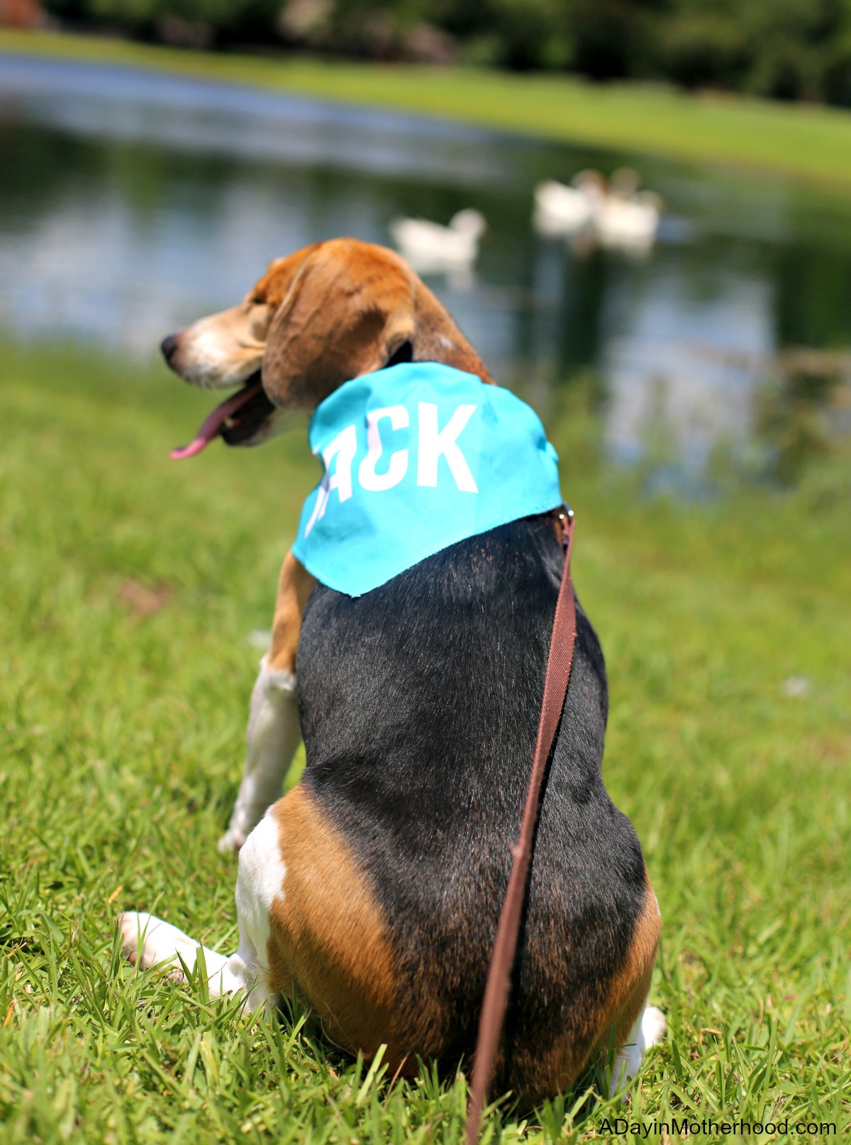 4-benefits-of-taking-your-dog-on-a-walk-a-day-in-motherhood