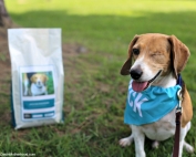 4 Benefits of Taking Your Dog on a Walk and his food