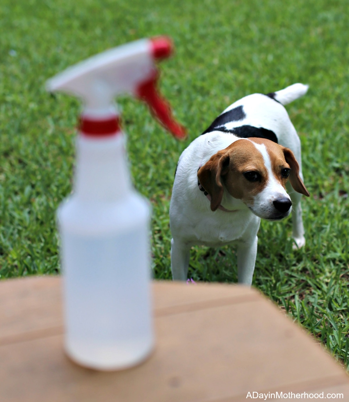 Tips for Including Dogs in a a Summer BBQ with a water bottle