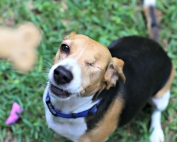 Tips for Including Dogs in a a Summer BBQ