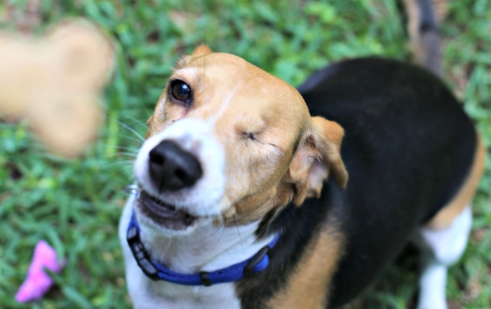 Tips for Including Dogs in a a Summer BBQ