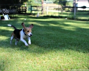 My Dog, One Eyed Jack, is Family and Here is Why