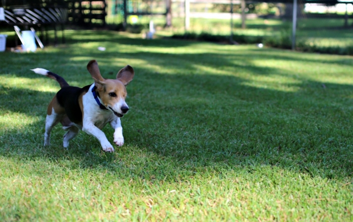 My Dog, One Eyed Jack, is Family and Here is Why