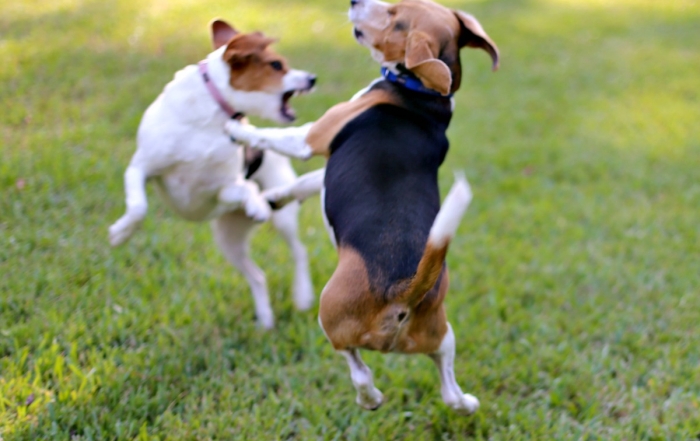 Keeping One Eyed Jack Active Means Taking Care of His Joints
