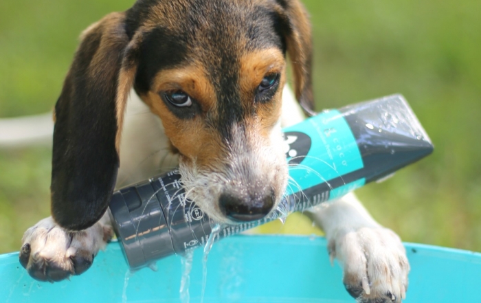 How Often Should I Bathe My Puppy?