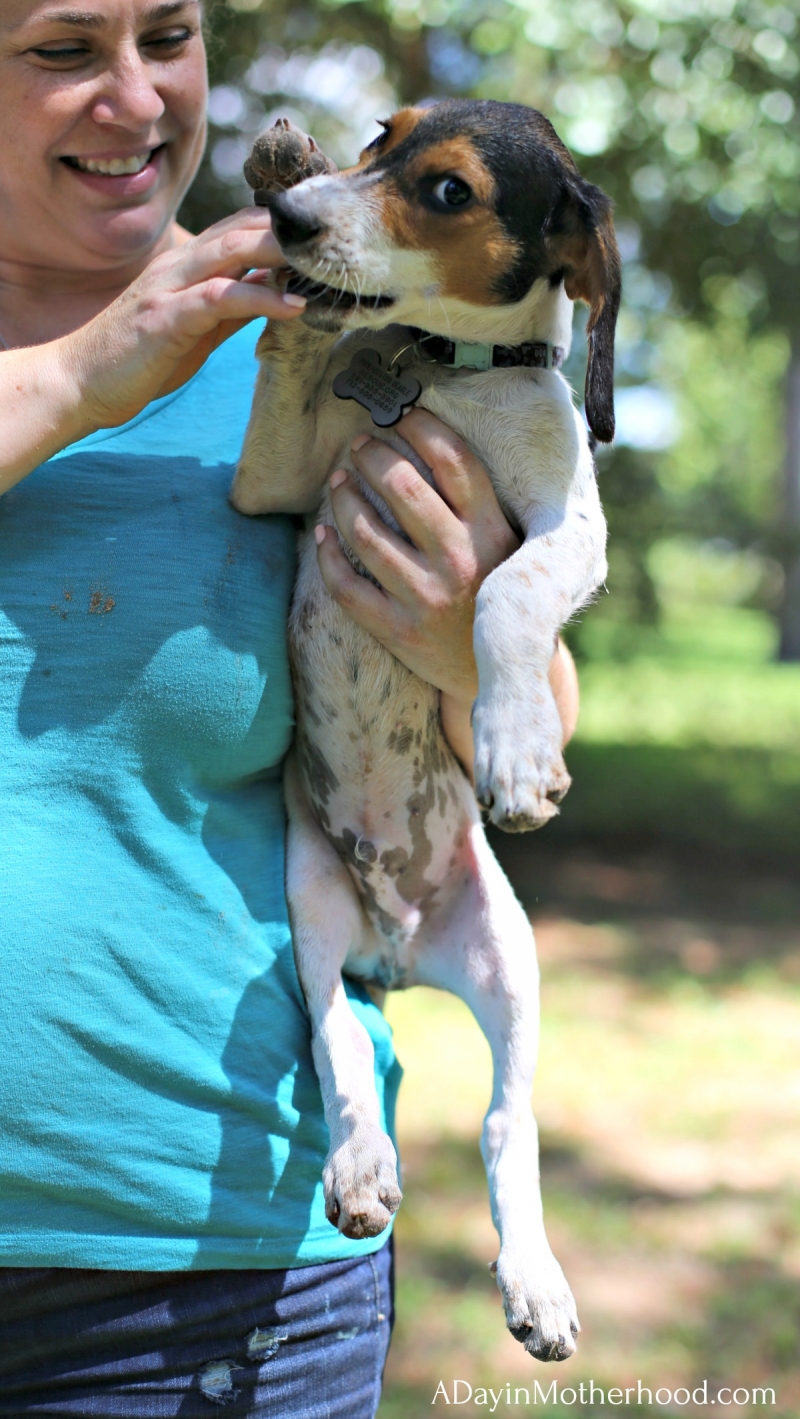 How Often Should I Bathe My Puppy?