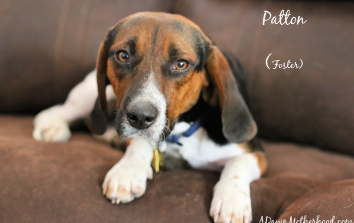 Fostering Dogs, Helping After a Hurricane & Feeling Grateful