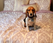 Affordable and Stylish Bedding is at Latest Bedding