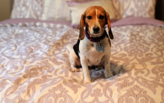 Affordable and Stylish Bedding is at Latest Bedding