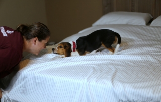 High Quality Sheets from California Design Den Makes Sleep Amazing