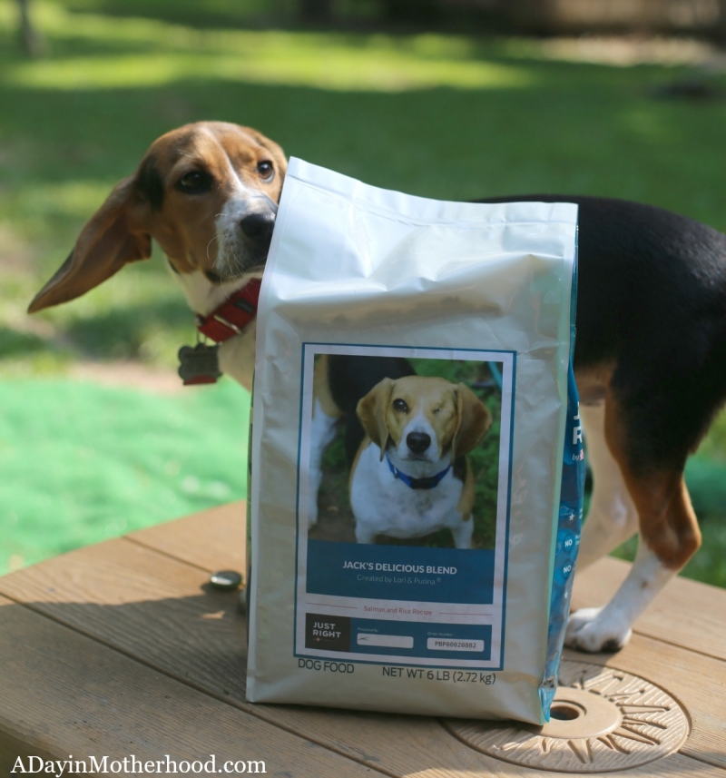 Grain vs No Grain Dog Food and Can I Feed All of my Dogs the Same Food?